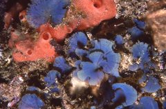 Stypopodium flabelliforme