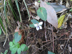 Viola boissieuana