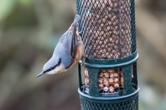 Sitta europaea