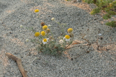 Anthemis tomentosa
