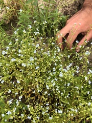 Myosotis debilis