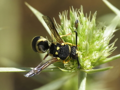 Euodynerus fastidiosus