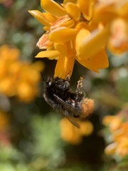 Bombus lapidarius
