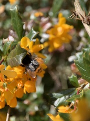 Bombus lapidarius