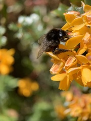 Bombus lapidarius