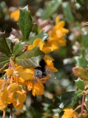 Bombus lapidarius