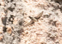 Ptyonoprogne rupestris