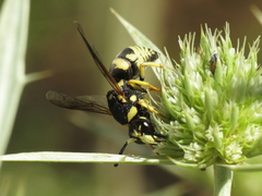 Euodynerus fastidiosus