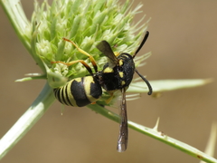 Euodynerus fastidiosus