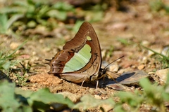 Polyura athamas