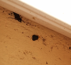 Pseudoblabes oophora