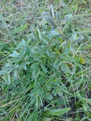 Thalictrum flavum