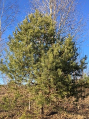 Pinus sylvestris