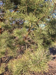 Pinus sylvestris