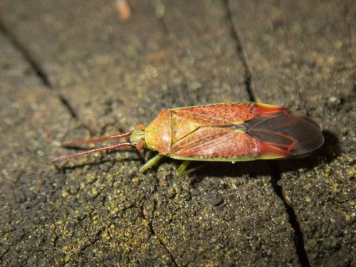 Hazel bug, photo 6 of 10