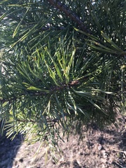 Pinus sylvestris