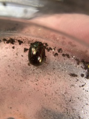 Chrysolina americana