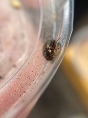 Chrysolina americana