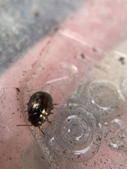 Chrysolina americana