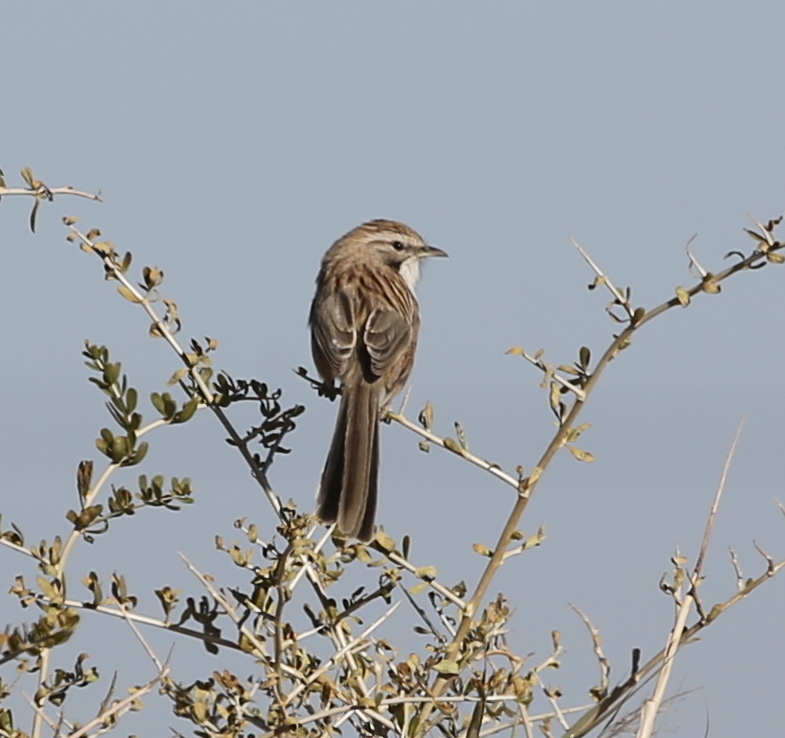 Tarim Babbler photo