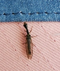 Xanthostigma xanthostigma