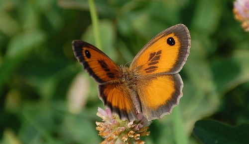 Southern Gatekeeper, 63068 Montalto delle Marche, Ascoli Piceno, Italien, photo 9 of 10