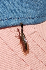 Xanthostigma xanthostigma
