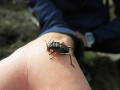 Pycnogaster inermis