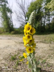 Verbascum boerhavii