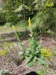 Verbascum boerhavii