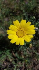 Glebionis coronaria