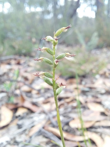Image of Genoplesium rufum by no rights reserved