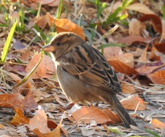 Passer domesticus