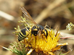 Cephalochilus labiatus