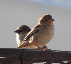 Passer domesticus