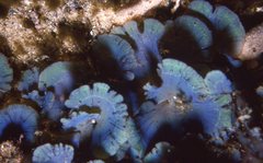 Stypopodium flabelliforme