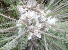 Astragalus dolichophyllus