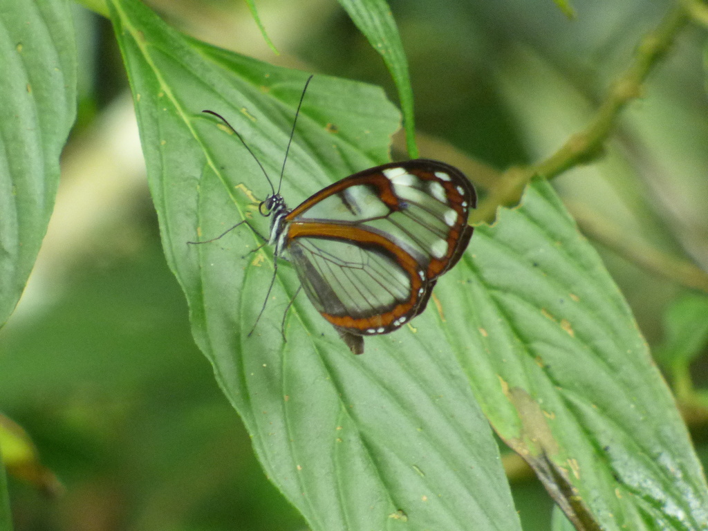 Oleria fumata