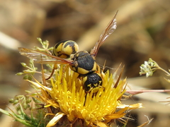 Cephalochilus labiatus