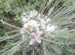 Astragalus dolichophyllus