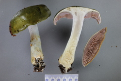Cortinarius viridipileatus