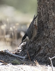 Sitta carolinensis