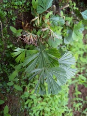 Actiniopteris radiata