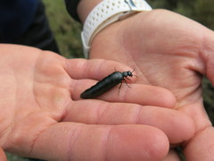 Berberomeloe tenebrosus