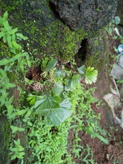 Actiniopteris radiata