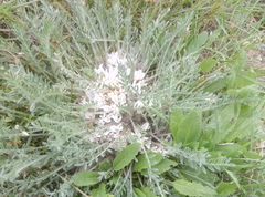 Astragalus dolichophyllus