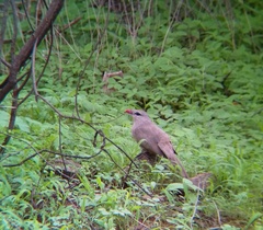 Taccocua leschenaultii
