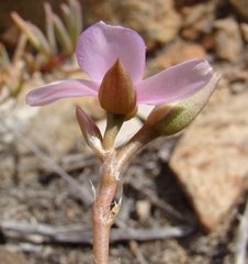 Anacampseros telephiastrum