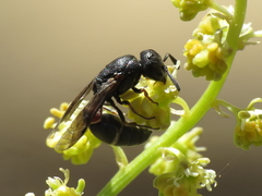 Microdynerus robustus