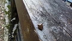 Alcimocoris japonensis